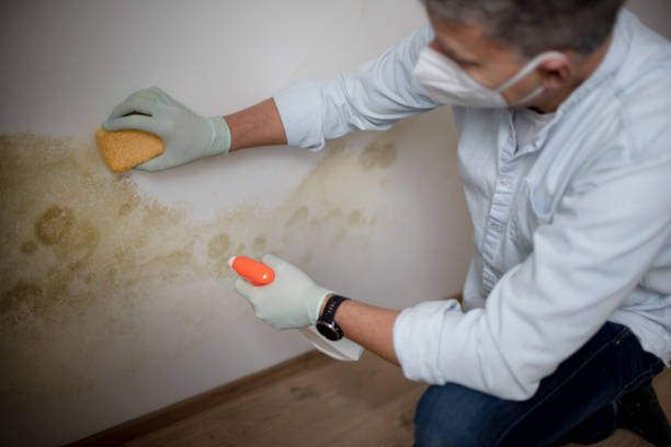 Best Residential Mold Remediation in Montezuma, GA