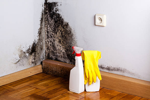 Best Post-Flood Mold Remediation in Montezuma, GA